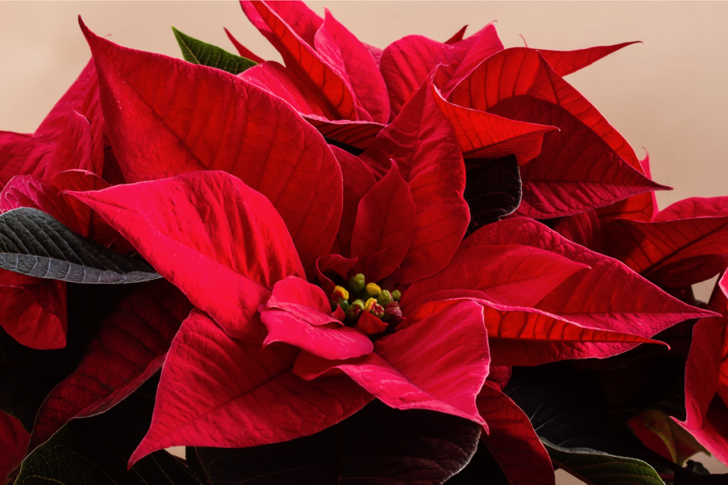 utilizzare la Stella di Natale per decorare casa durante le Feste